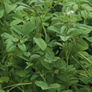 Fenugreek