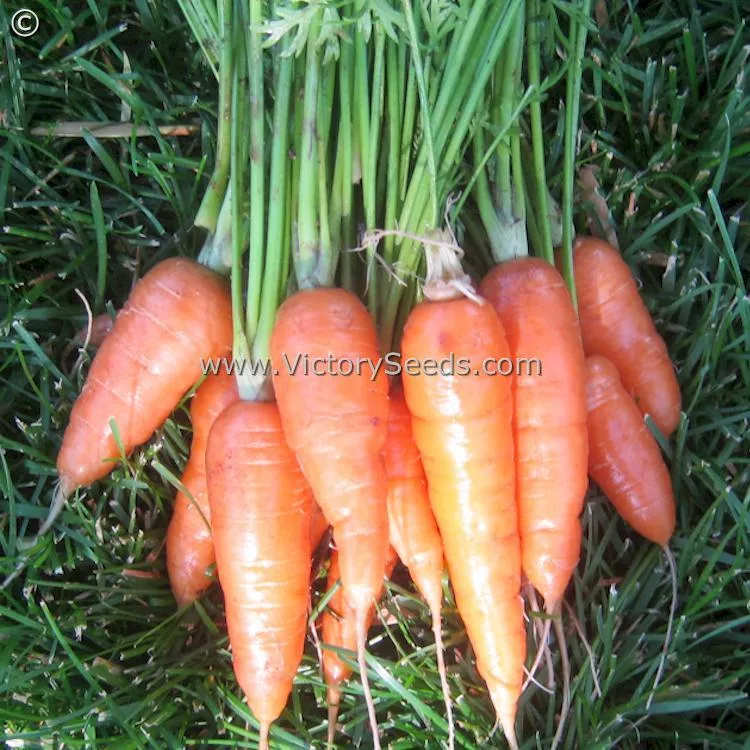 Scarlet Nantes Carrot
