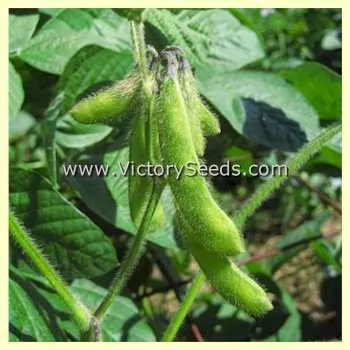 Amsoy Soybean