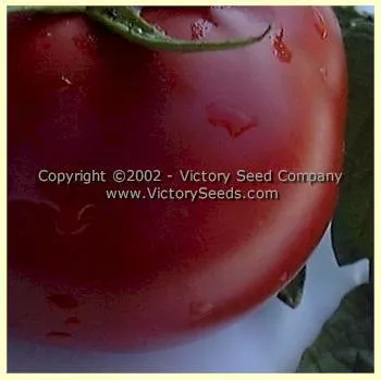 Livingston's Perfection Tomato