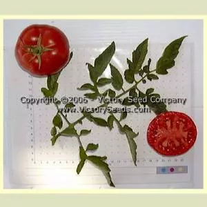Livingston's Perfection Tomato