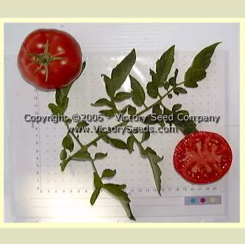 Livingston's Perfection Tomato