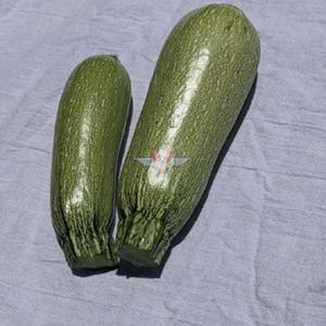 Grey Zucchini Summer Squash