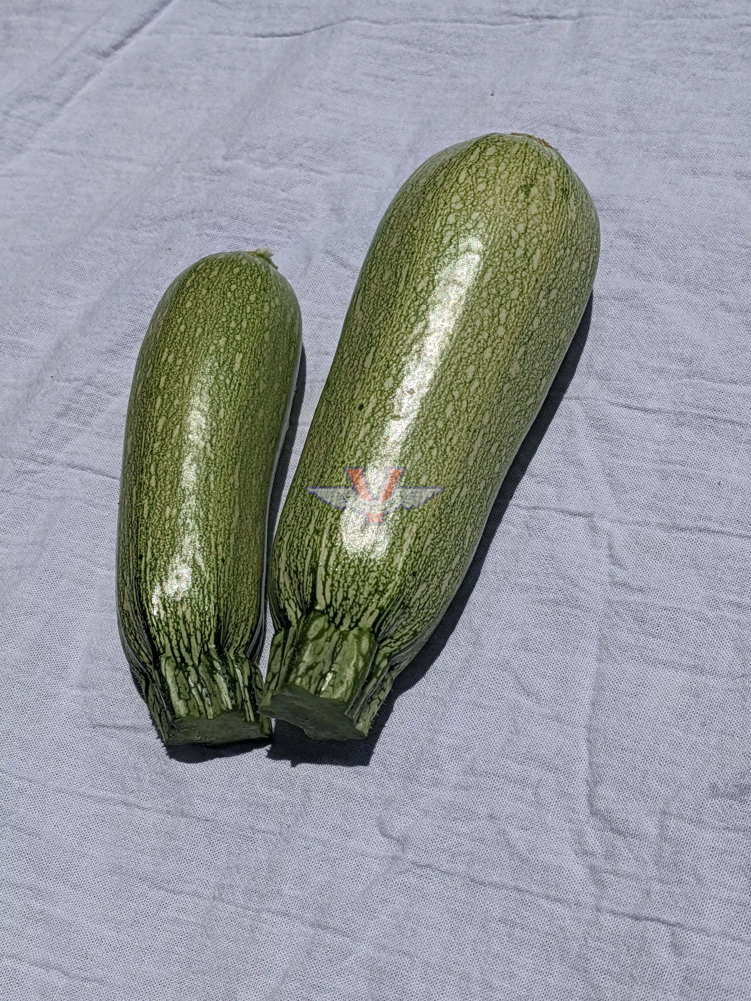 Grey Zucchini Summer Squash