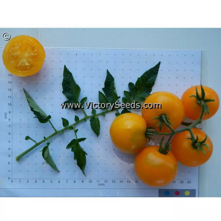 Yellow Ailsa Craig Tomato