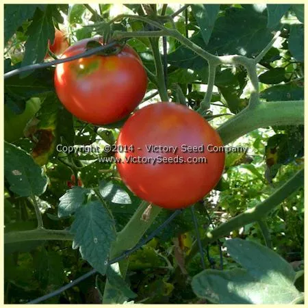 Burpee's 'Globe' Tomato