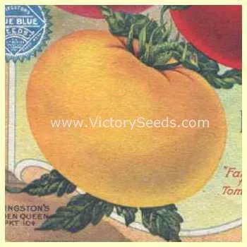 Livingston's Golden Queen Tomato