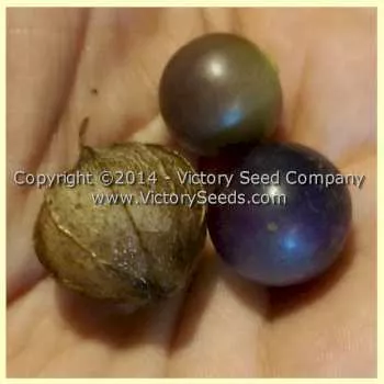 Mountain Pima Tomatillo
