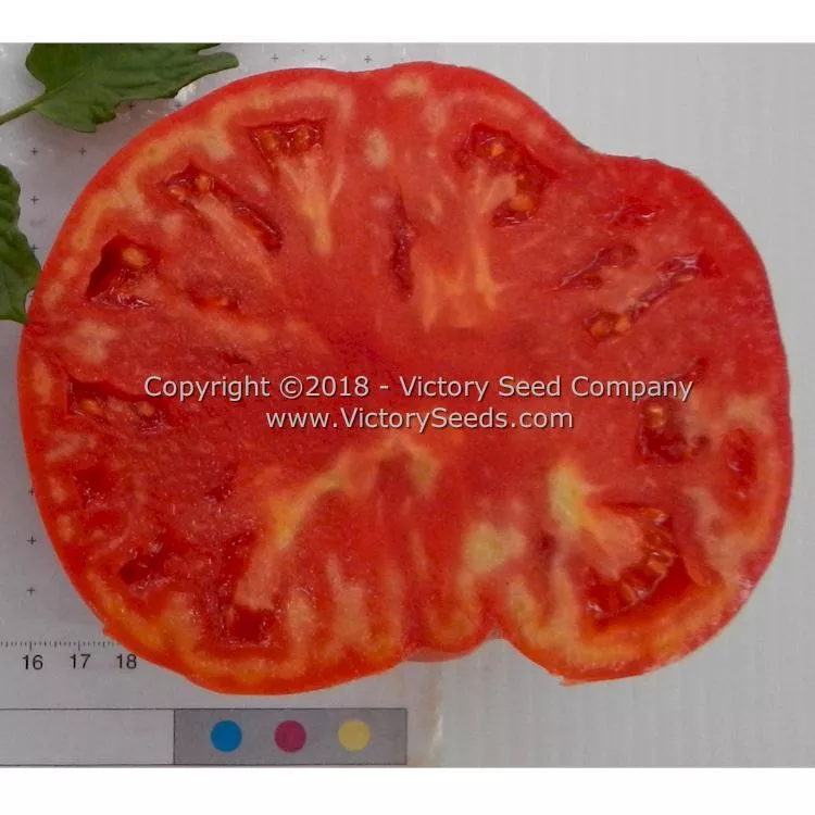 Winsall (aka Henderson's Winsall) Tomato