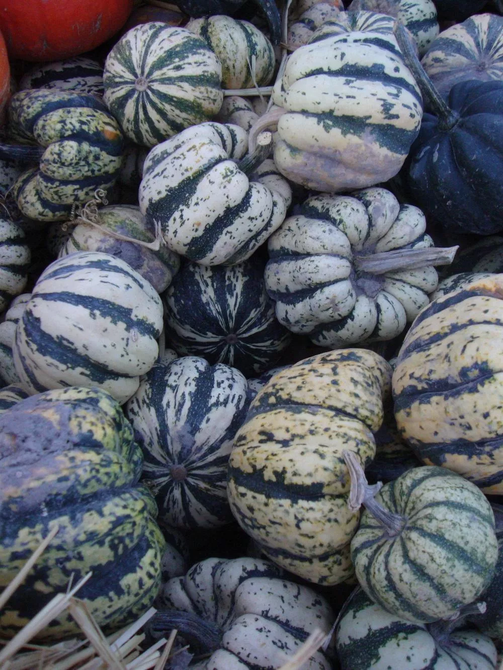 Sweet Dumpling Winter Squash