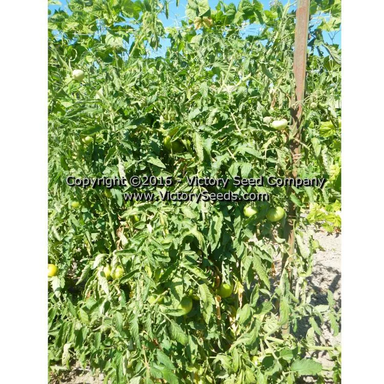 Bolgiano's Extremely Early 'I.X.L.' Tomato