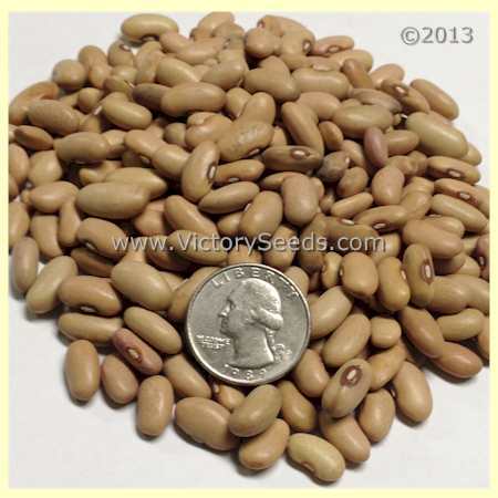 Bountiful Garden Bean