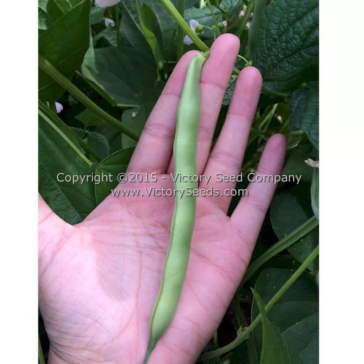 Improved Commodore Garden Bean