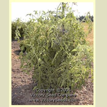 Livingston's Ideal Tomato