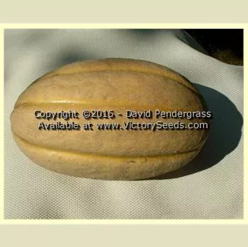 Old Time Tennessee Muskmelon