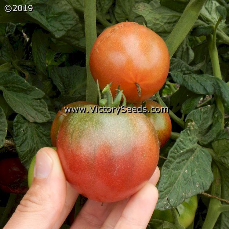 Dwarf Hazy's Dream Tomato