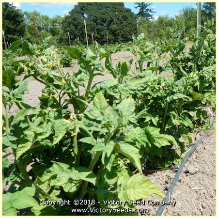Dwarf Mandurang Moon Tomato