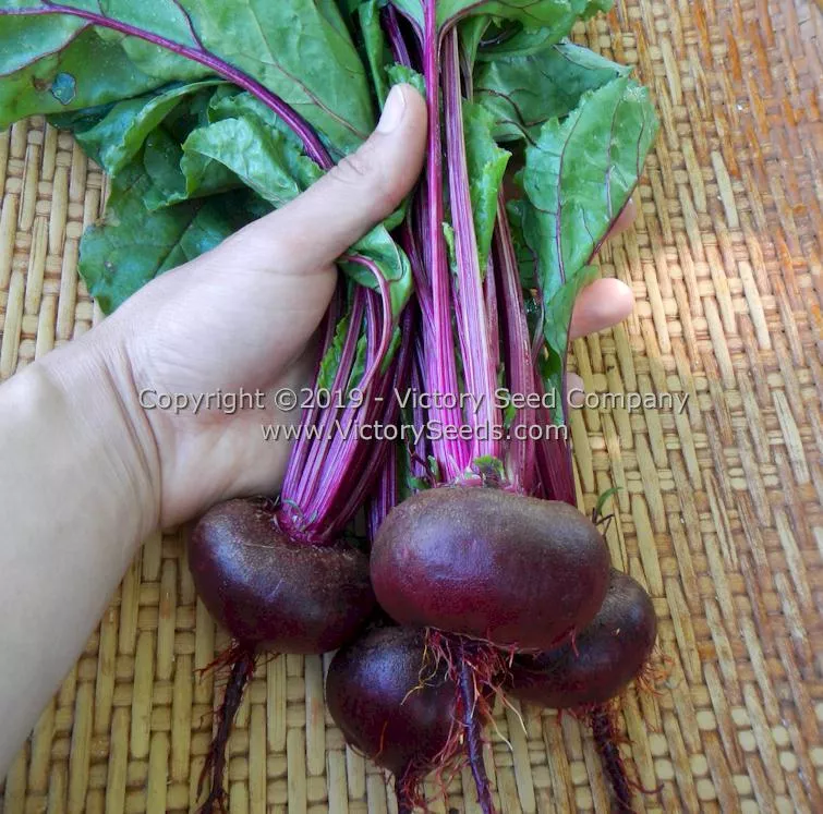 Crosby Egyptian Beet