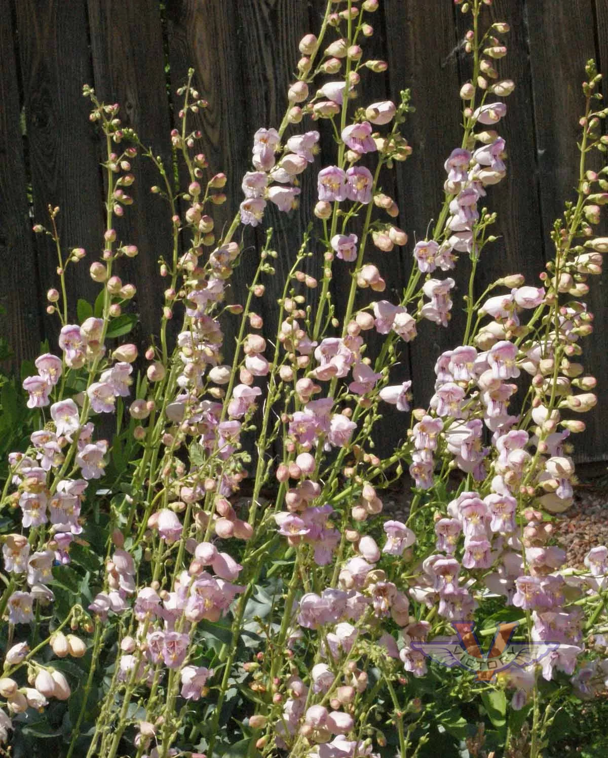 Penstemon 'Palmer'