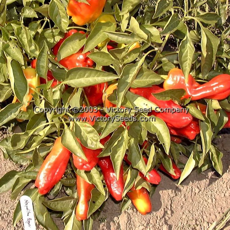 Neapolitan Pepper