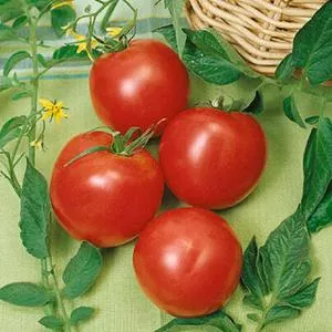 Traveler (aka Arkansas Traveler) Tomato