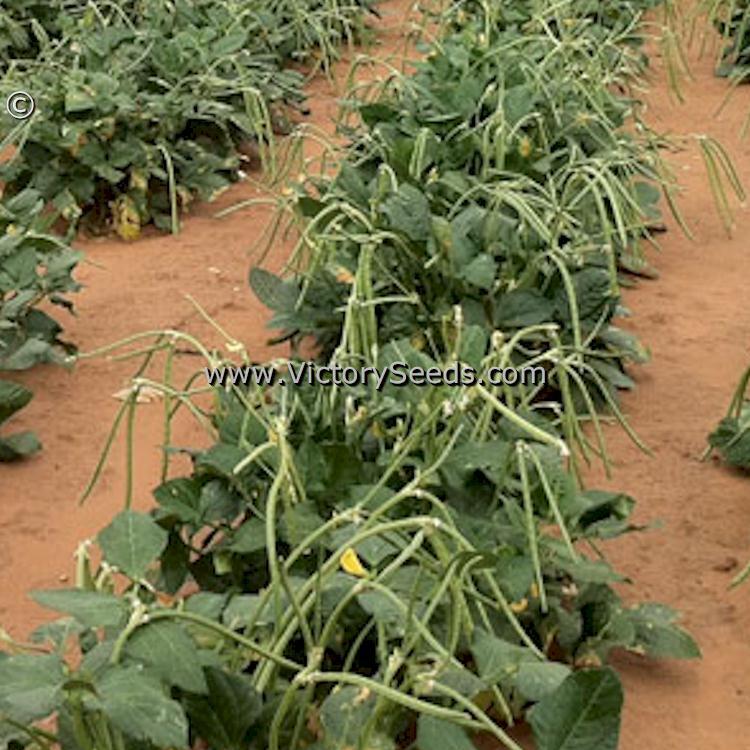Sadandy Southern Pea