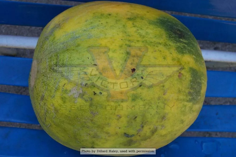 Crenshaw Melon
