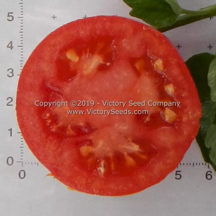 Globonnie Tomato