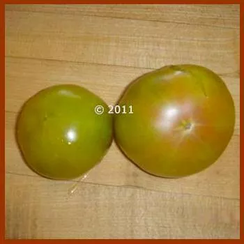 Dwarf Beryl Beauty Tomato