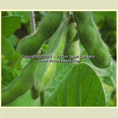 Morlanvia Soybean