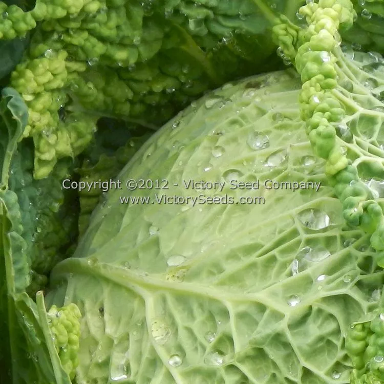 Perfection Cabbage