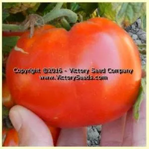 Tanunda Red Tomato