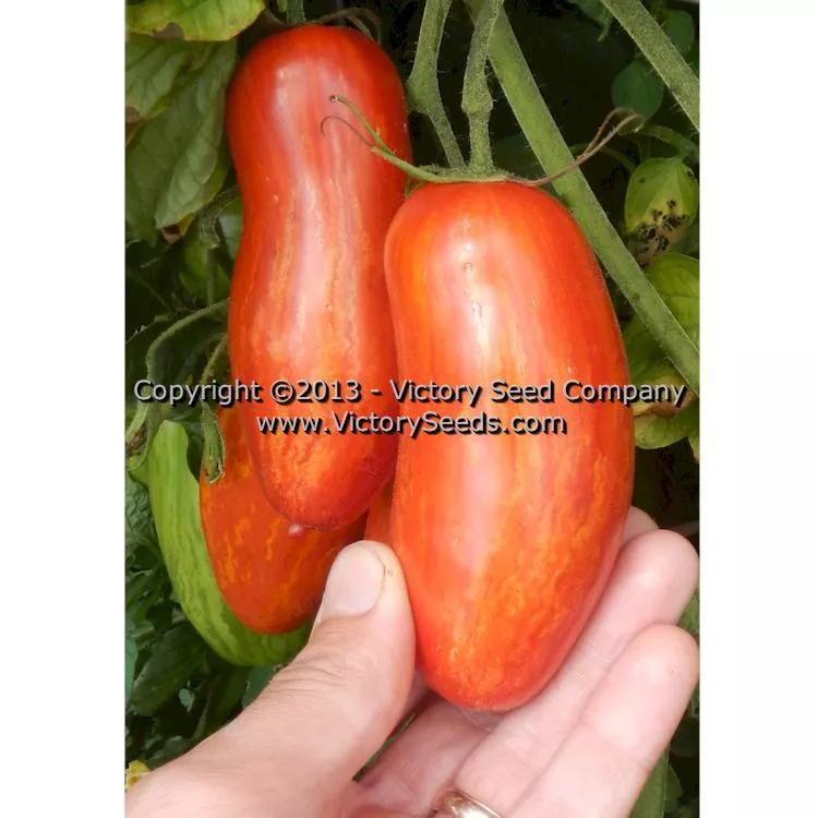 Speckled Roman Paste Tomato