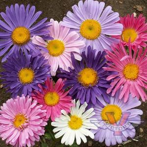 China Aster 'Single Mix'