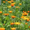 Calendula (Pot Marigold)