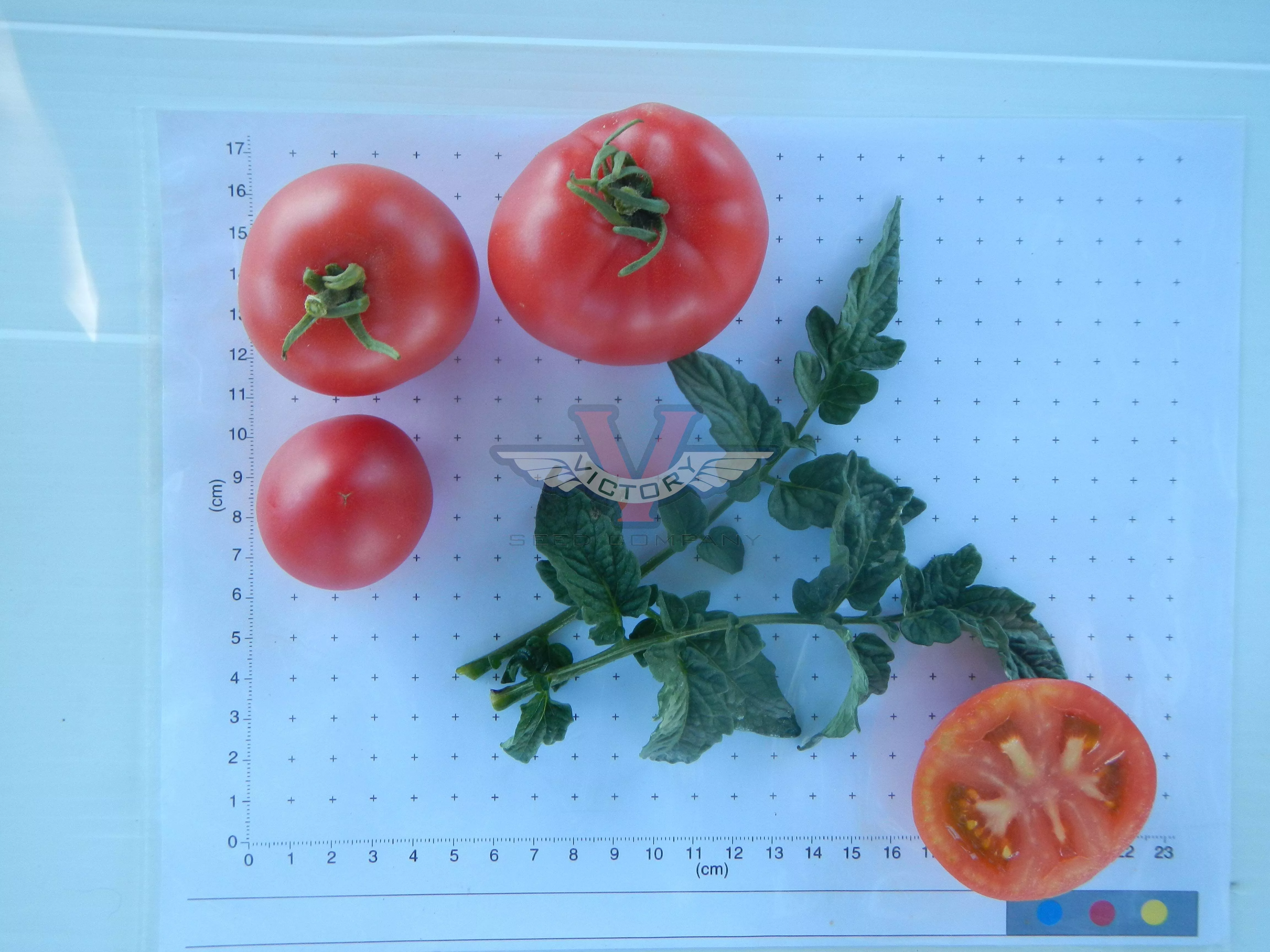 Dwarf Flashy Ace Tomato