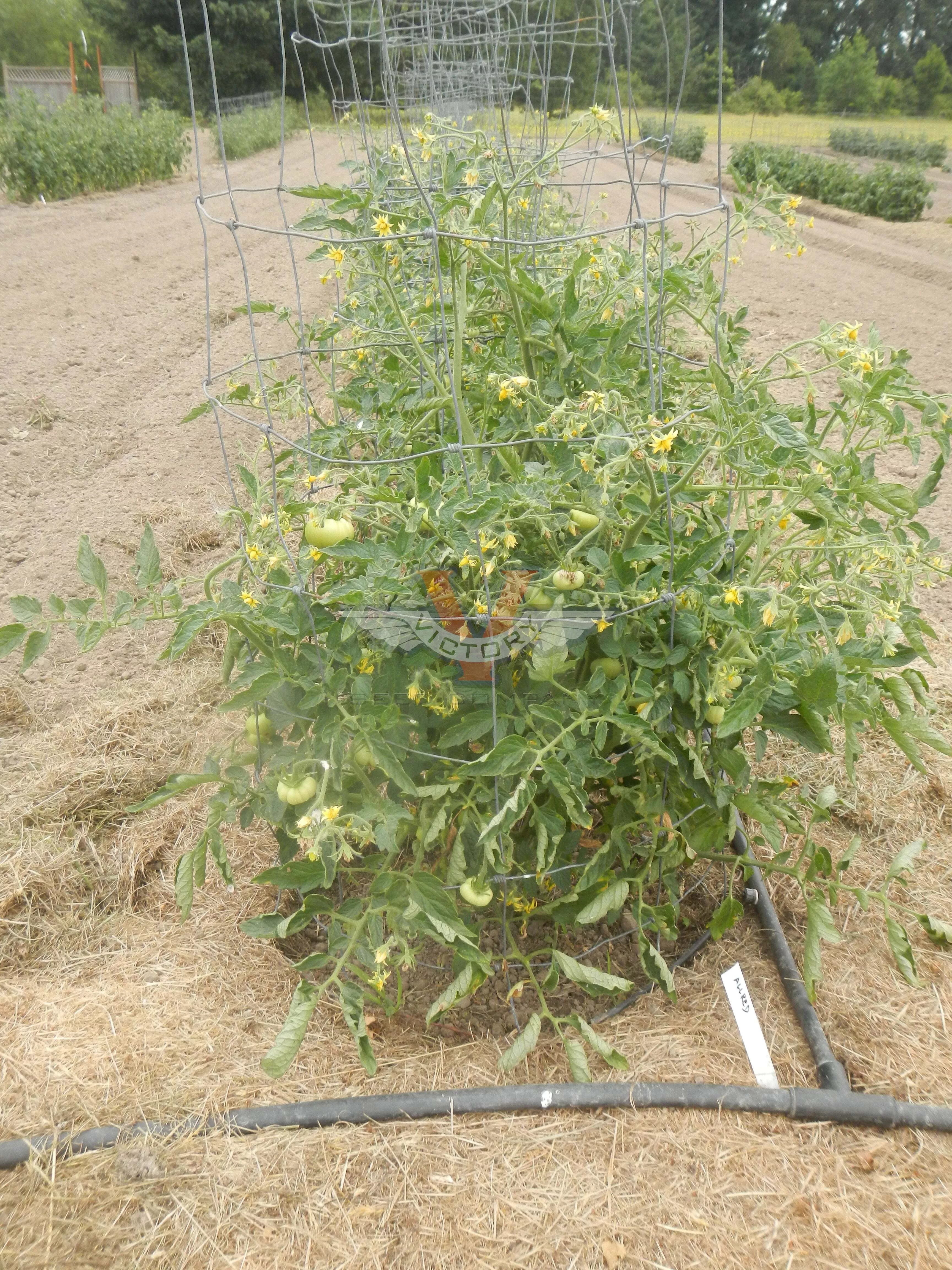 Allred Tomato