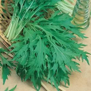 Mizuna Mustard Greens