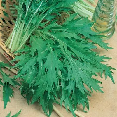 Mizuna Mustard Greens