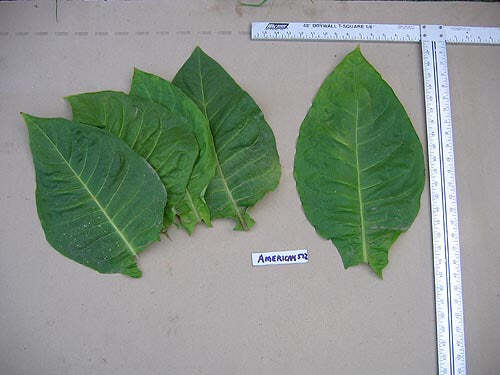 American 572 Tobacco