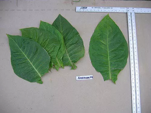 American 572 Tobacco