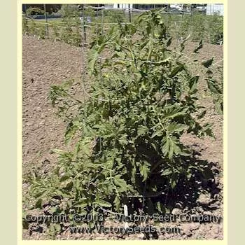 Livingston's Ohio Red Tomato