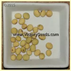 Seneca Soybean