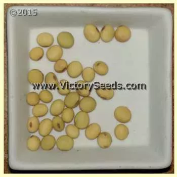 Seneca Soybean