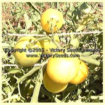Primrose Gage Tomato
