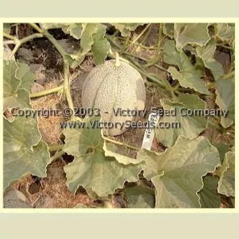 Eden Gem (Rocky Ford Green Flesh) Melon