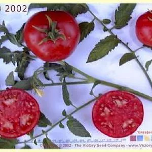 Greater Baltimore Tomato
