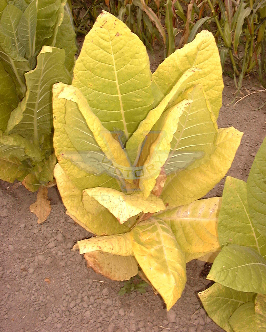 TN86 Burley Tobacco