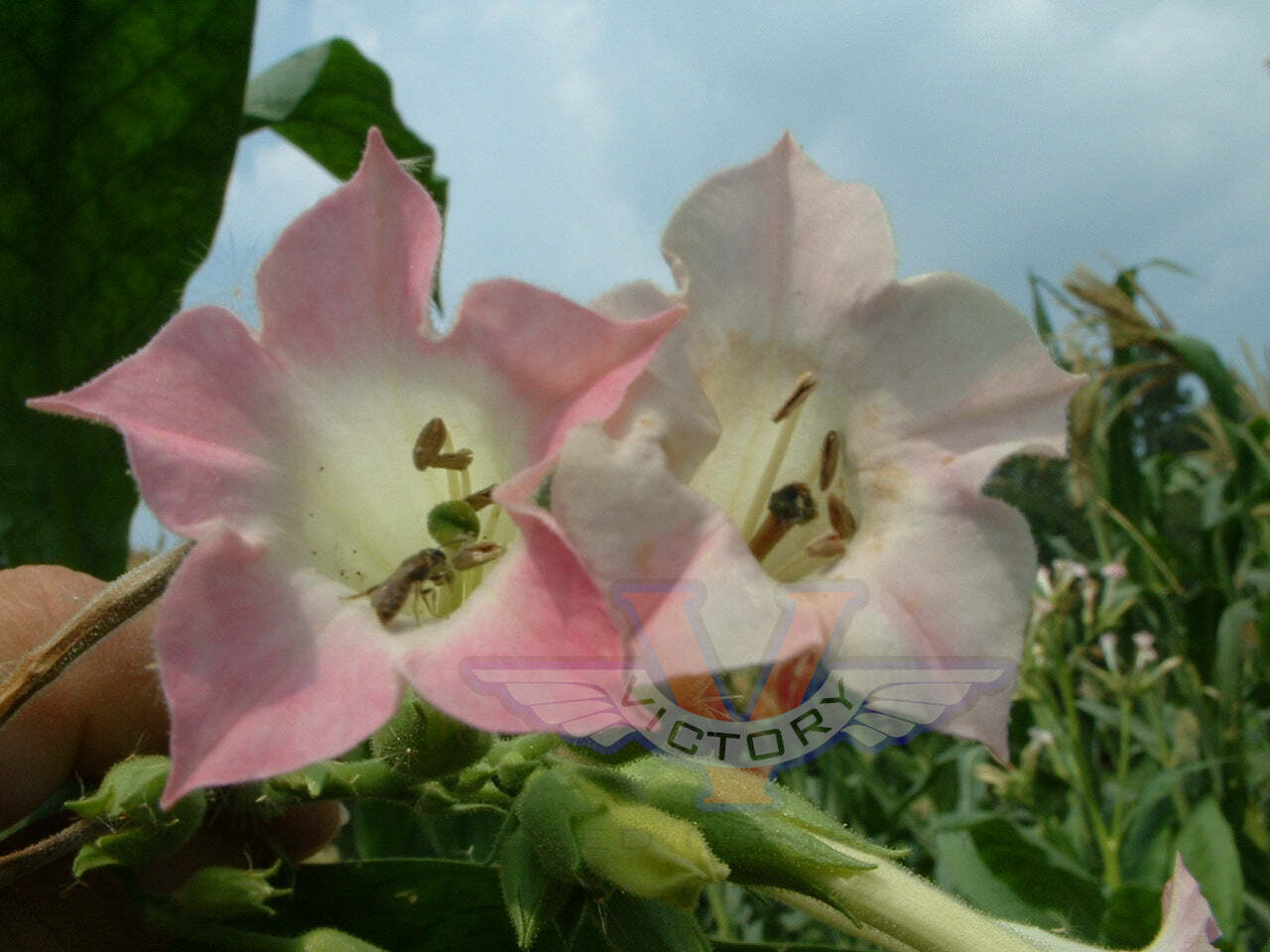 White Mammoth Tobacco