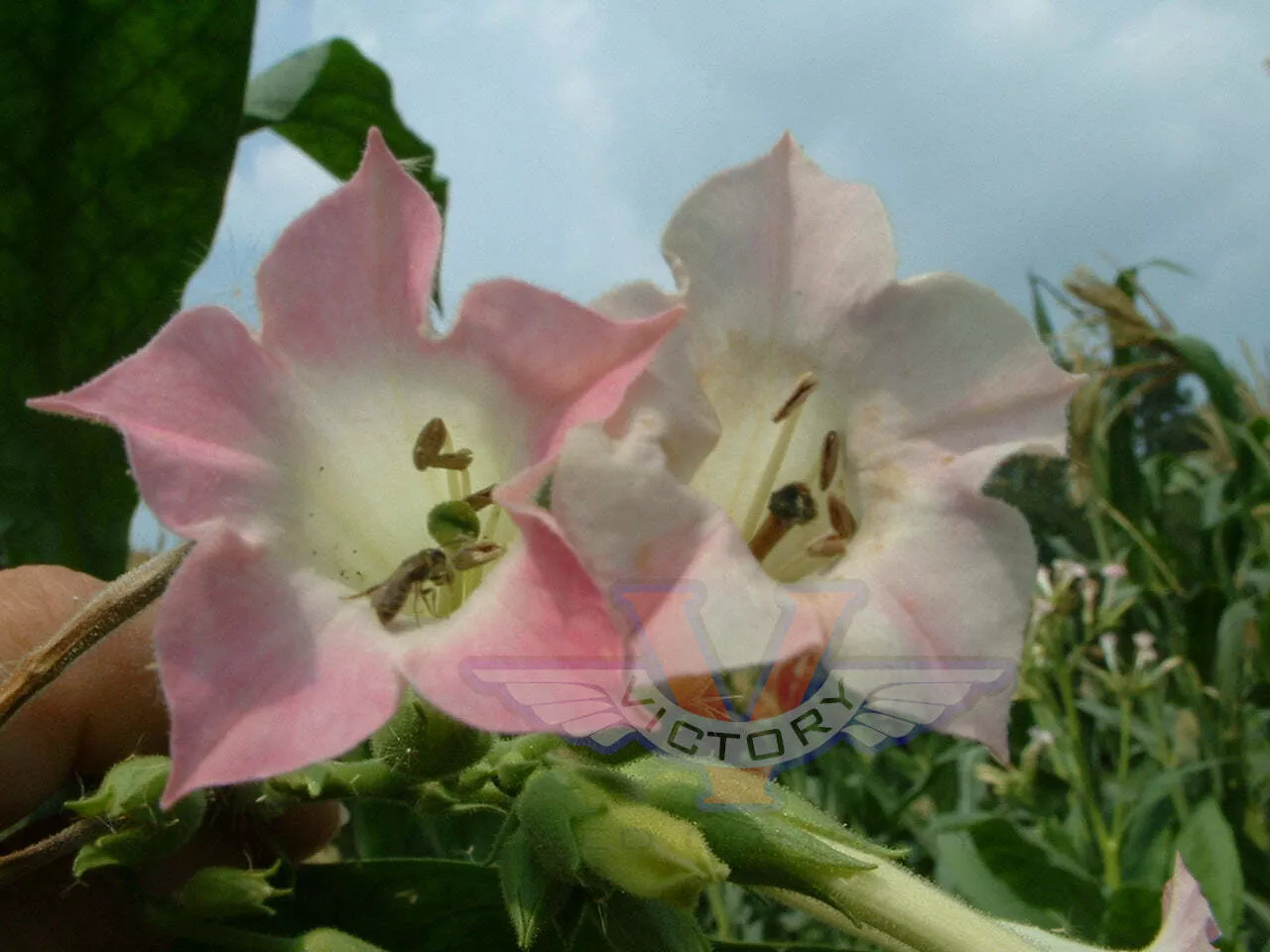 White Mammoth Tobacco